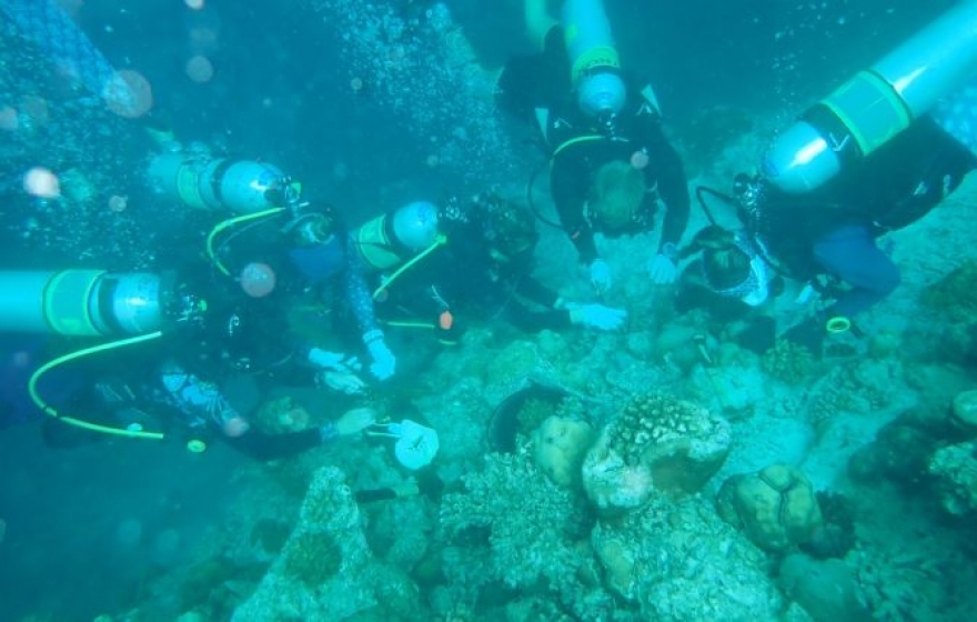 Finolhu, a Seaside Collection Resort, Successfully Transplants 1200 Coral Colonies in Collaborative Reef Restoration Effort