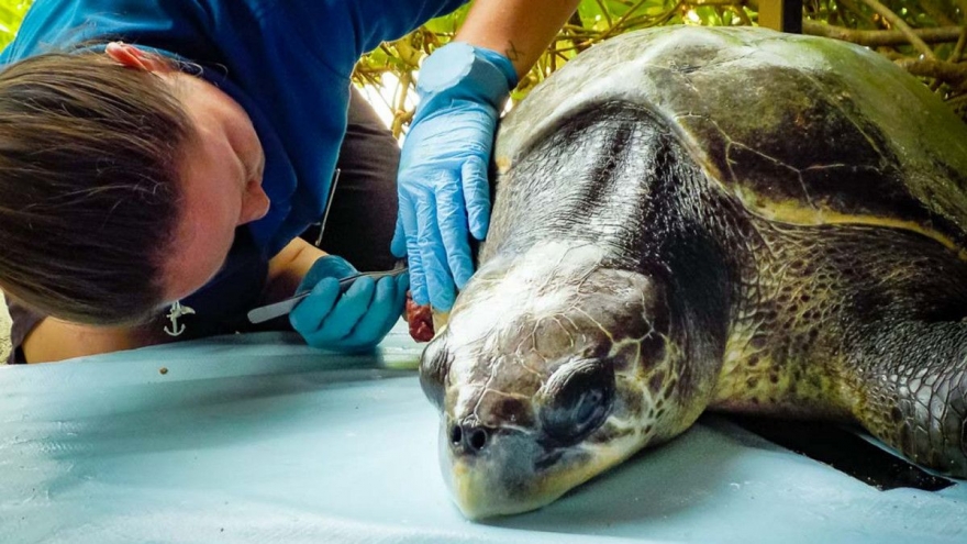 Turtle Power! Celebrating 15 Years and 500 Turtle Rescues at Four Seasons Resorts Maldives