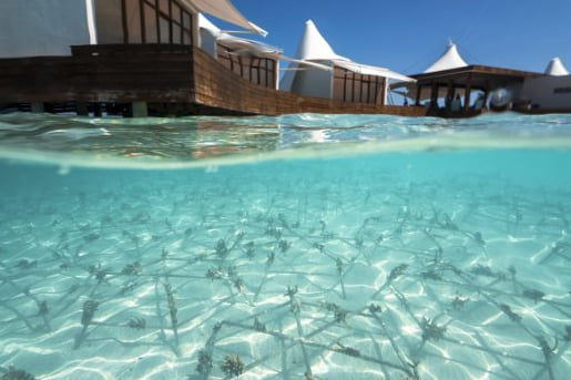 W Maldives Earns First Green Globe Sustainability Certification